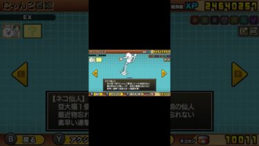ネコ仙人