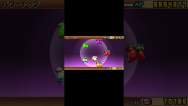ネコ寿司強いよね