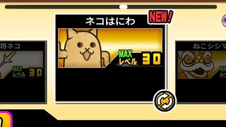 にゃんこ大戦争初心者#にゃんこ大戦争 #にゃんこ #にゃんこ大戦争初心者