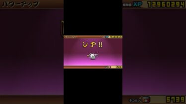ネコアーチャー進化