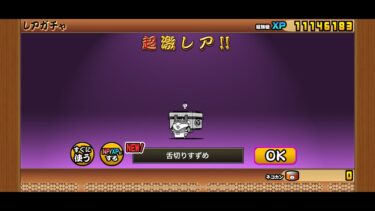 にゃんこ実況配信
