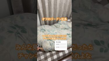 オフゴードン #ゲーム実況者 #にゃんこ大戦争 #ガチャ神引き #ワンピース #ダダサバイバー #ゲーム実況 #微課金攻略 #ダダサバ #ポケモン #歌舞伎町シネシティ広場